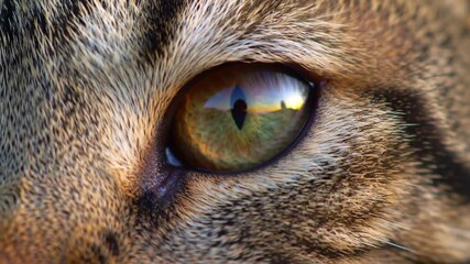 An extreme close-up macro photograph of a tabby cat's mesmerizing green eye, showing intricate details of the iris and a reflection in the pupil. - Powered by Adobe