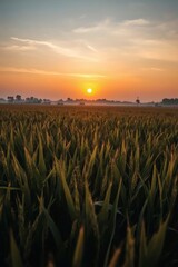 Golden Rice Field Landscape at Sunset with Warm Sky