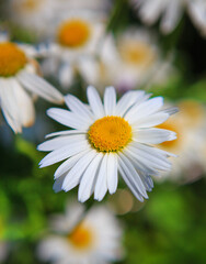 Large daisies in the garden,