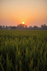 Golden Rice Field Landscape at Sunset with Warm Sky