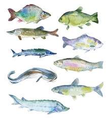 Watercolor set of freshwater fish, hand-painted river species, white background, restaurant menus, packaging, educational materials, nature-themed designs.