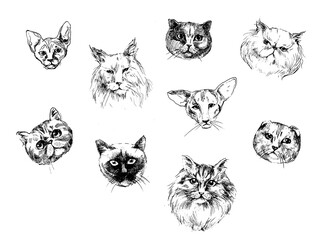 set of different cat breed faces