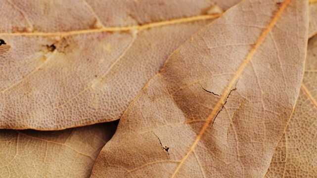 Bay leafs macro, close up, bay leaf top view. Green leaf background. 