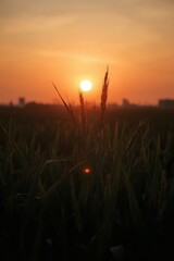 Close-Up of Paddy Plants Silhouetted at Sunset