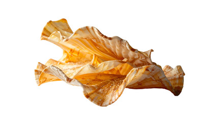 Fototapeta premium Close-up of a stunning, layered seashell on a black background
