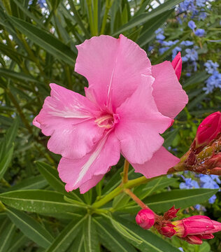 Laurier-rose avec en arri&egrave;re-plan des Dentelaire du Cap bleues