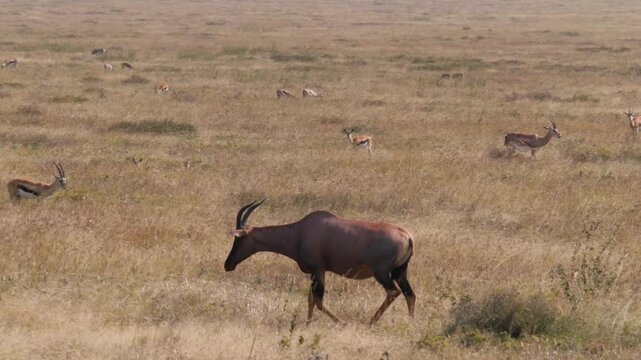 Antelope topi and Thomson's gazelles grazing in Serengeti National Park, Tanzania