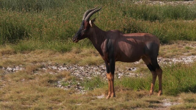 Antelope topi or sassaby in the wild (Damaliscus lunatus)