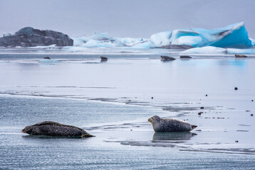 Seals and Jokulsarlon Icebergs
