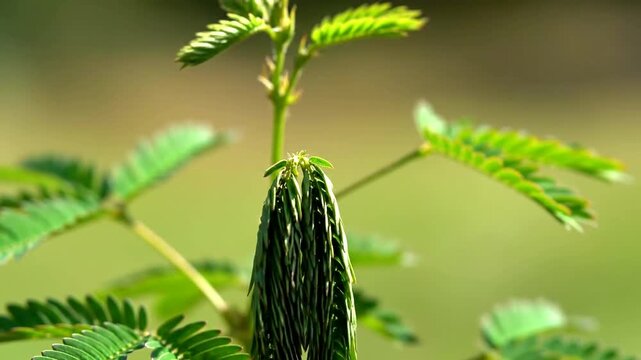 Sensitive Mimosa Pudica Plant Leaves Folding Inward.