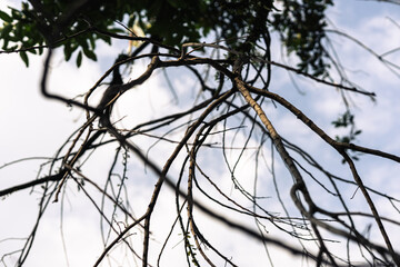 Tree branches reaching to the sky background