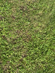 green grass background