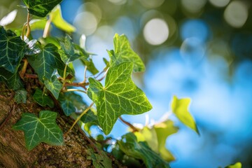 Close-up of vibrant green ivy leaves, climbing a tree, sunlit against a blurred blue and white backdrop