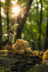 Ciekawe grzyby rosnące na pniu