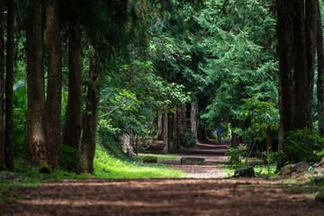 A leisurely stroll along Taiwan's forest trails © paul