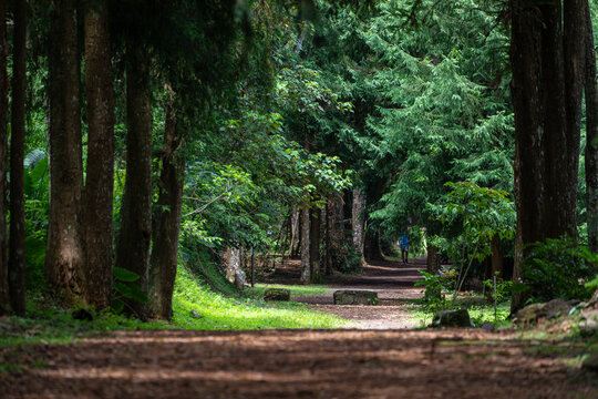 A leisurely stroll along Taiwan's forest trails
