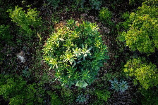 Aerial shot of a lush, round green plant thriving amidst surrounding greenery