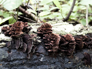 Tree with fungus