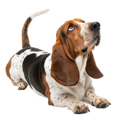 A basset hound lying down with its head tilted up looking at something on a black background plain