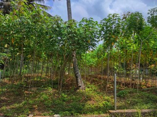 Tropical Garden With Lush Green Vegetation Under Bright Sunny Day Sky
