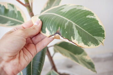 A withered leaf of a houseplant