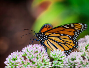 A monarch butterfly with vibrant orange and black wings sits on pink flowering plants in a garden. Soft sunlight highlights the butterfly and blooms, creating a serene atmosphere.
