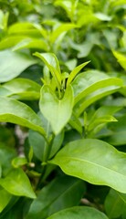 Close-up of vibrant green leaves and new growth. Lush tropical garden shrub with glossy foliage. #GreenFoliage #TropicalPlants #GardenShrub #PlantCloseUp #LushGreen