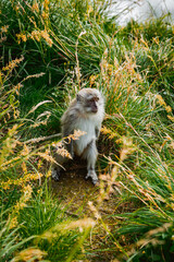 Curious monkey observing surroundings lush grassland wildlife photography vibrant environment ground level animal behavior