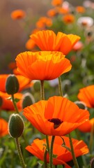 Obraz premium Vibrant orange poppies in a garden setting