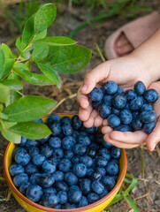 Blueberry harvest in a child hands. Selective focus.