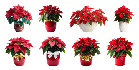 PNG Vibrant poinsettias in decorative pots, element set on transparent background