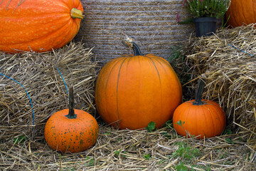 Pumpkins lying on bales of hay are a typical autumn arrangement, often used for decoration or to display the harvest.