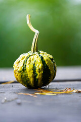 A small decorative pumpkin of green color with yellow stripes close-up on a wooden surface against a blurred green background