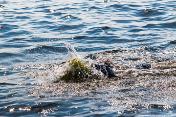 Fototapety na wymiar - Fototapeta24.pl