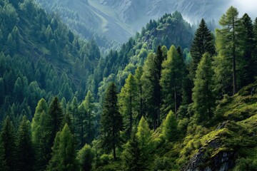Fototapeta premium Lush forest covering mountain slopes and peaks