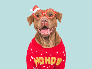 Merry Christmas and Happy New Year. Charming dog and festive costume. Congratulatory inscription. Close-up, studio shot. Congratulations for family, friends and colleagues. Pets care concept