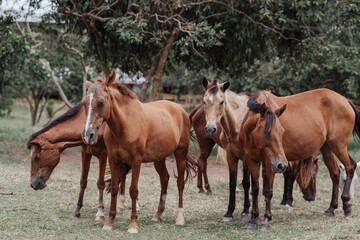 free horses in a stable