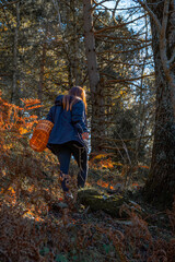 Fototapeta premium A long-haired woman walking uphill through a sunny autumn forest with a mushroom-picking basket.