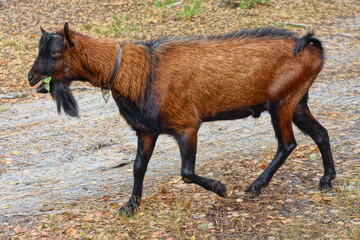 one domestic brown purebred beautiful funny young with black ears beard and muzzle milk with wool goat walks on the ground and chews green leaves on the street	
