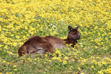 kangaroo in a blooming prairie at kangaroo island in australia 