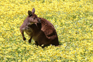 kangaroo in a blooming prairie at kangaroo island in australia 
