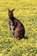 kangaroo in a blooming prairie at kangaroo island in australia 