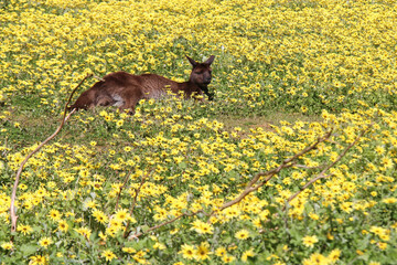 kangaroo in a blooming prairie at kangaroo island in australia 