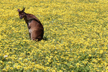 kangaroo in a blooming prairie at kangaroo island in australia 
