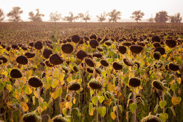 A field of ripe sunflowers at sunset or dawn, ready for harvest. Earth Day. The concept of agriculture, healthy eating, organic food. Natural autumn background