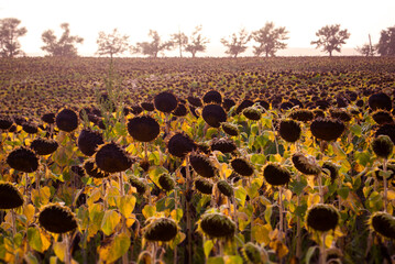 A field of ripe sunflowers at sunset or dawn, ready for harvest. Earth Day. The concept of agriculture, healthy eating, organic food. Natural autumn background