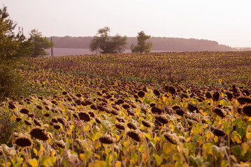 A field of ripe sunflowers at sunset or dawn, ready for harvest. Earth Day. The concept of agriculture, healthy eating, organic food. Natural autumn background