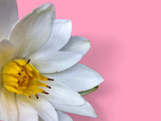 Obraz premium White Water Lily with Yellow Center on Pink Background