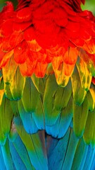 Fototapeta premium Vibrant parrot feathers close-up
