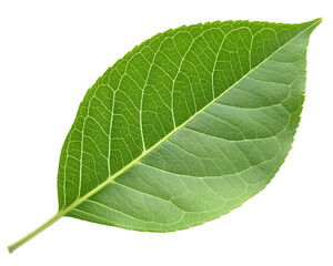 Obraz premium Close up of a vibrant green leaf with intricate veins, isolated on transparent background, showcasing natures beauty